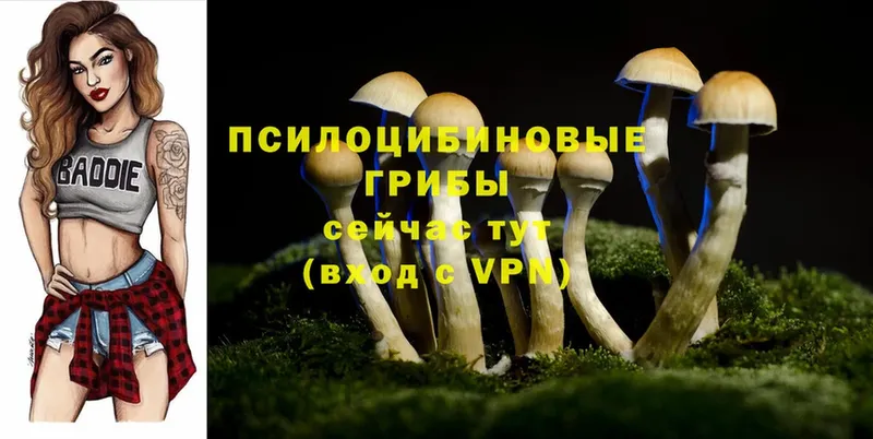 Псилоцибиновые грибы MAGIC MUSHROOMS  купить наркоту  гидра онион  Дрезна 