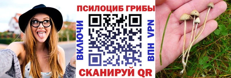 Галлюциногенные грибы Psilocybe закладки гидра как войти Дрезна